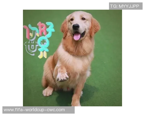 狗狗足球赛趣事揭秘如何训练爱犬踢足球的技巧与乐趣